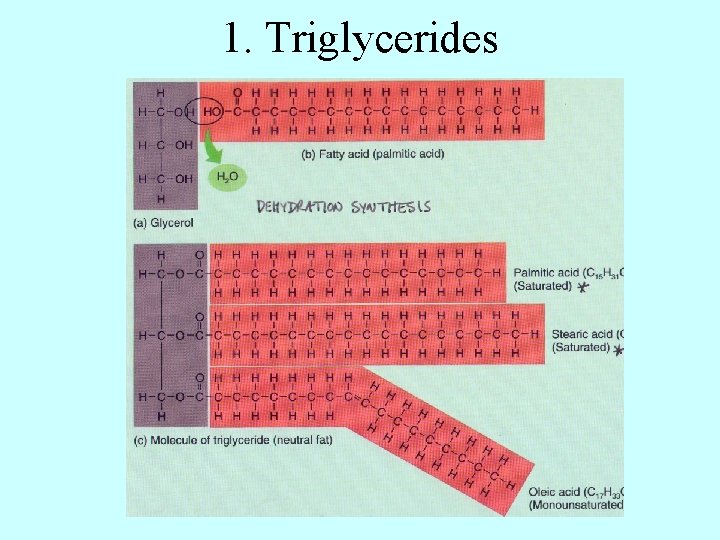 1. Triglycerides 
