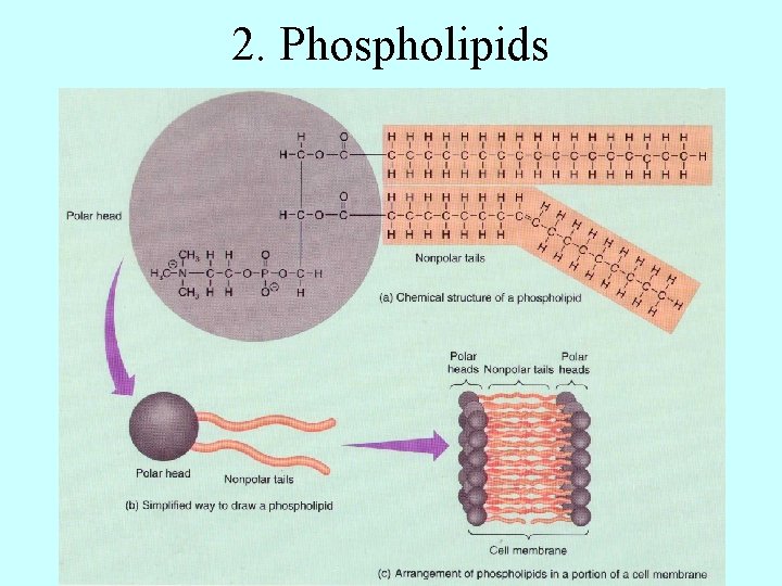 2. Phospholipids 