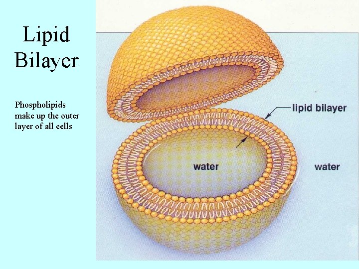 Lipid Bilayer Phospholipids make up the outer layer of all cells 