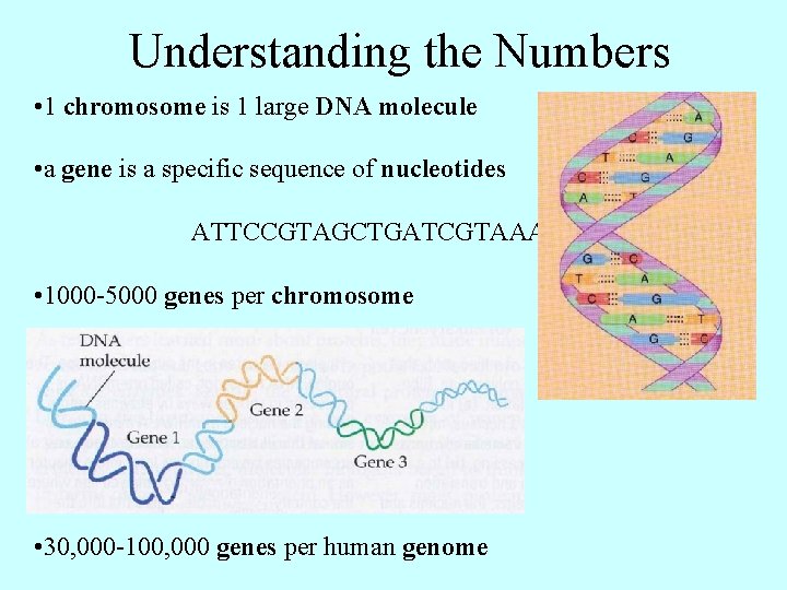 Understanding the Numbers • 1 chromosome is 1 large DNA molecule • a gene