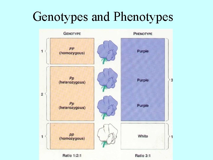 Genotypes and Phenotypes 