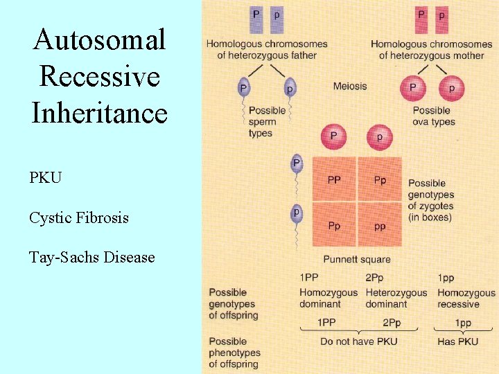 Autosomal Recessive Inheritance PKU Cystic Fibrosis Tay-Sachs Disease 