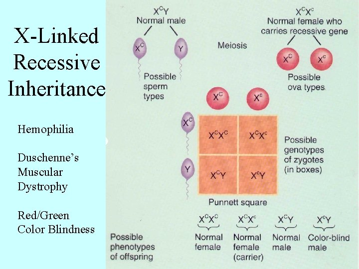 X-Linked Recessive Inheritance Hemophilia Duschenne’s Muscular Dystrophy Red/Green Color Blindness 