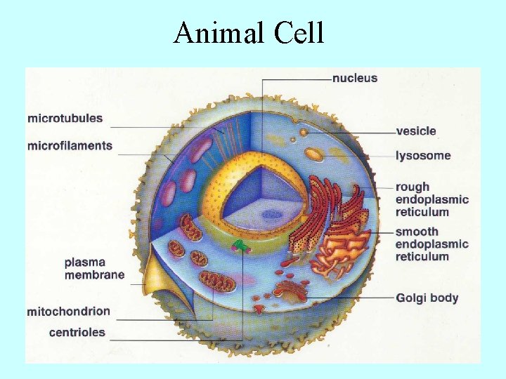 Animal Cell 
