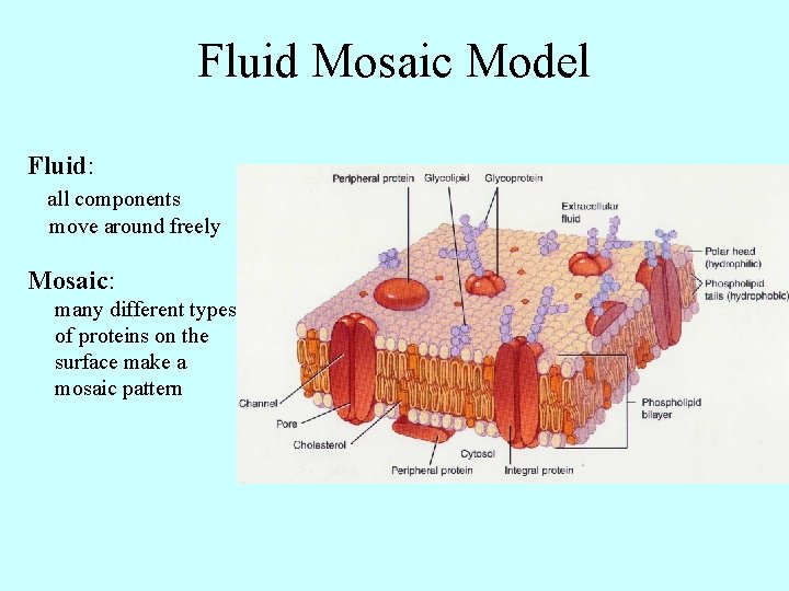 Fluid Mosaic Model Fluid: all components move around freely Mosaic: many different types of