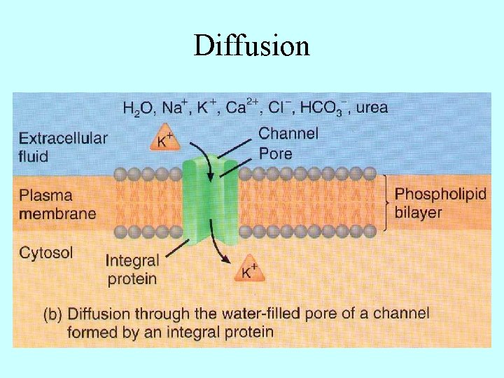 Diffusion 