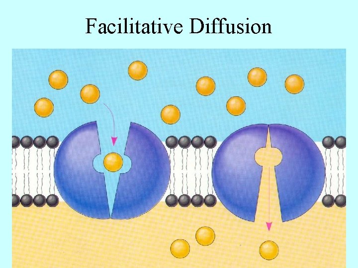 Facilitative Diffusion 
