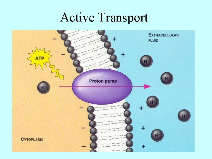 Active Transport 