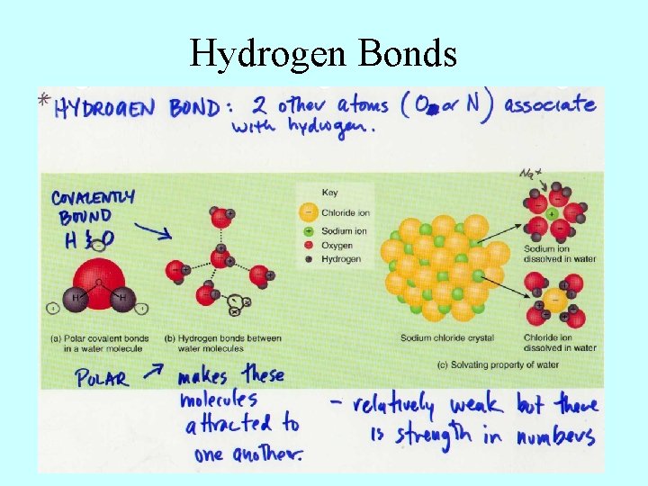 Hydrogen Bonds 