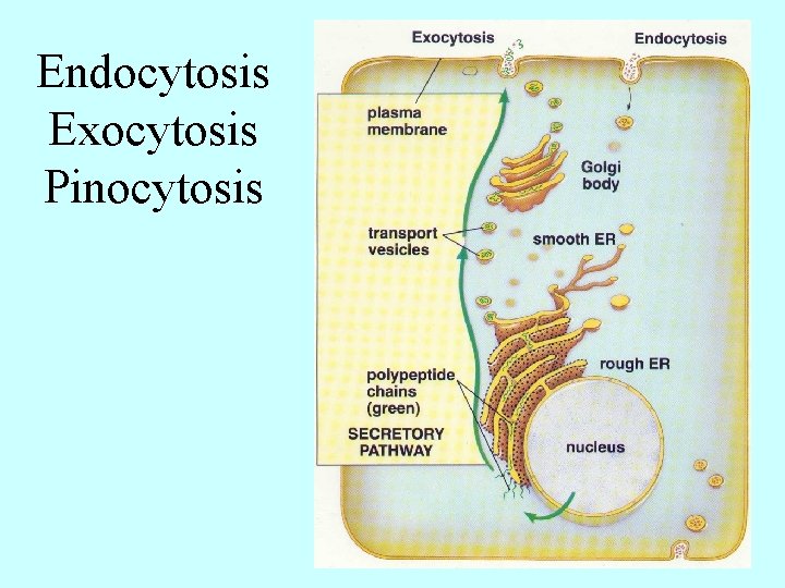 Endocytosis Exocytosis Pinocytosis 
