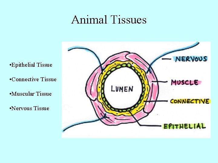 Animal Tissues • Epithelial Tissue • Connective Tissue • Muscular Tissue • Nervous Tissue