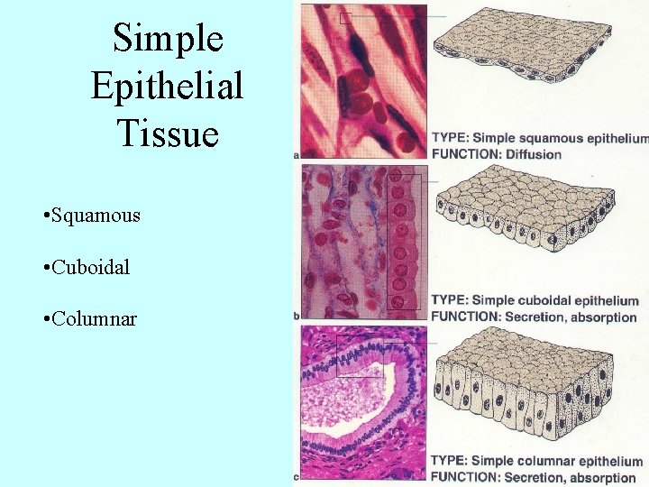 Simple Epithelial Tissue • Squamous • Cuboidal • Columnar 