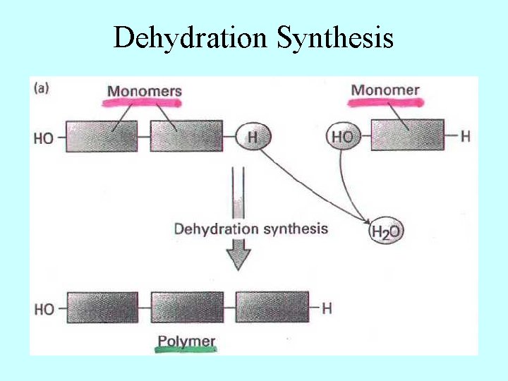 Dehydration Synthesis 
