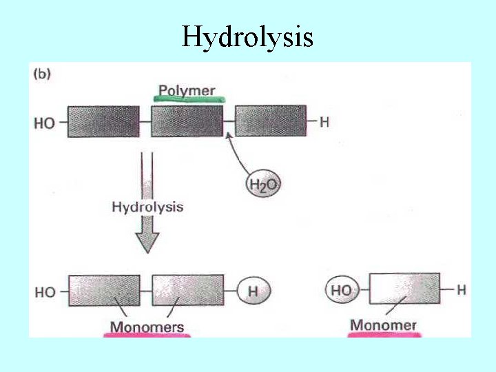Hydrolysis 