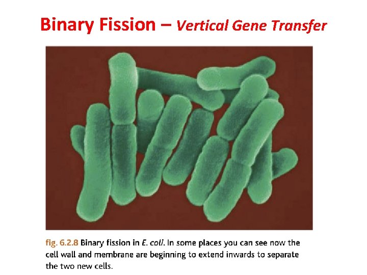 Binary Fission – Vertical Gene Transfer  Binary Fission – Vertical Gene Transfer