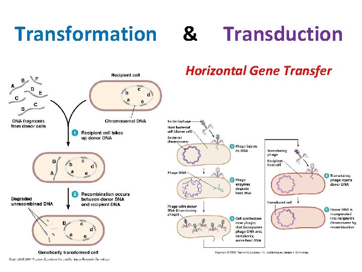 Transformation & Transduction Horizontal Gene Transfer  Transformation & Transduction Horizontal Gene Transfer
