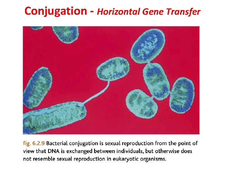 Conjugation - Horizontal Gene Transfer  Conjugation - Horizontal Gene Transfer