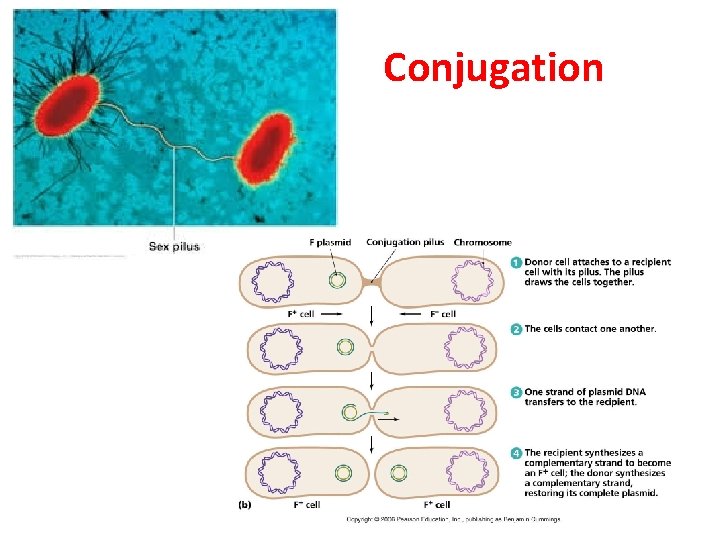 Conjugation  Conjugation