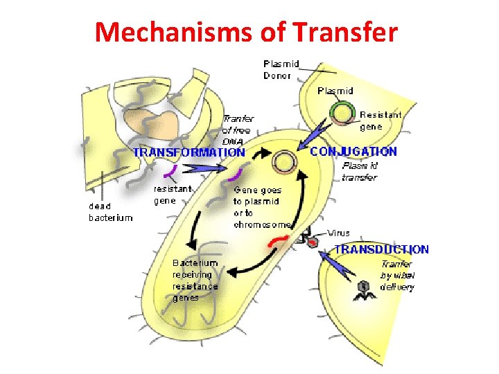 Mechanisms of Transfer  Mechanisms of Transfer