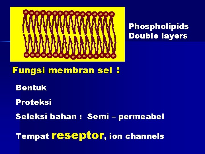 Phospholipids Double layers Fungsi membran sel : Bentuk Proteksi Seleksi bahan : Semi –