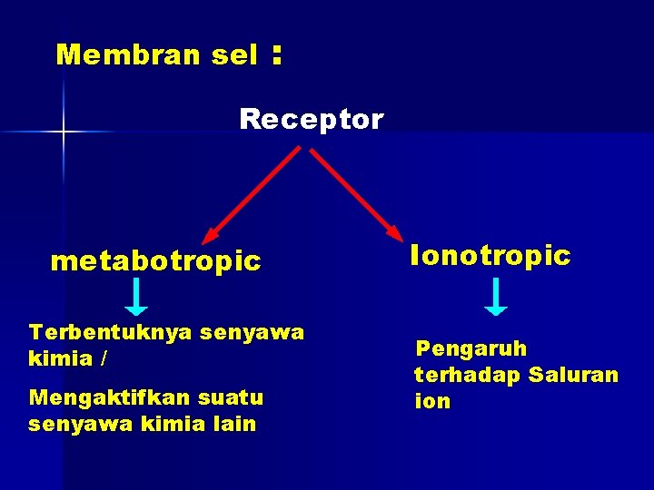 Membran sel : Receptor metabotropic Terbentuknya senyawa kimia / Mengaktifkan suatu senyawa kimia lain