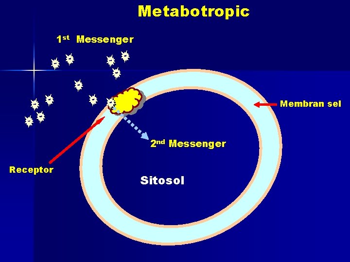 Metabotropic 1 st Messenger Membran sel 2 nd Messenger Receptor Sitosol 