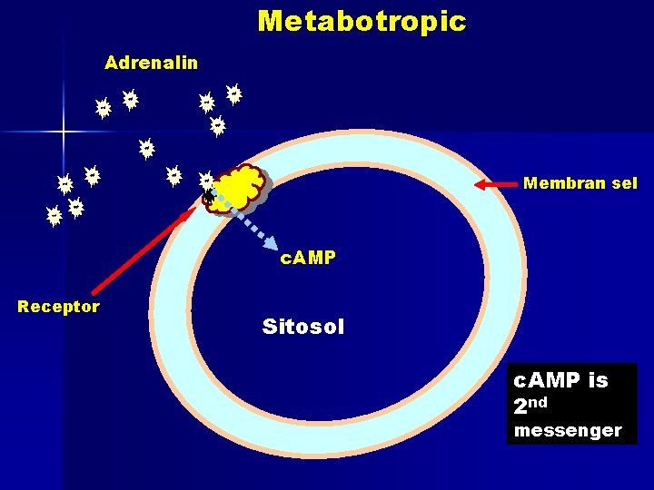 Metabotropic Adrenalin Membran sel c. AMP Receptor Sitosol c. AMP is 2 nd messenger