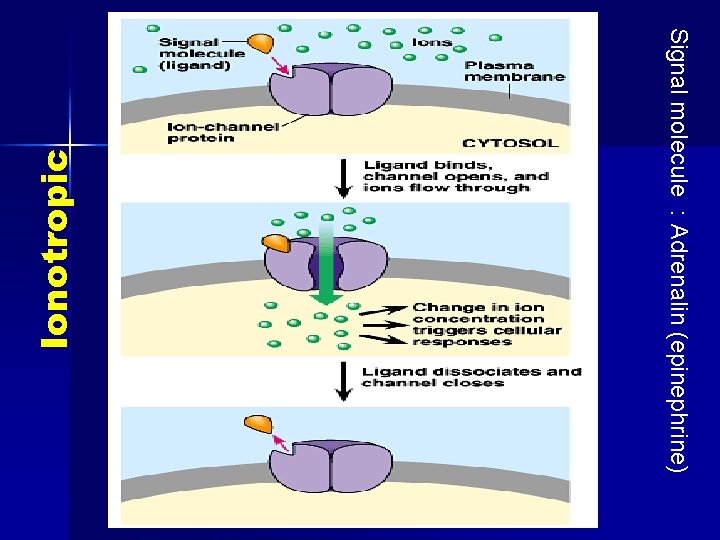 Ionotropic Signal molecule : Adrenalin (epinephrine) 