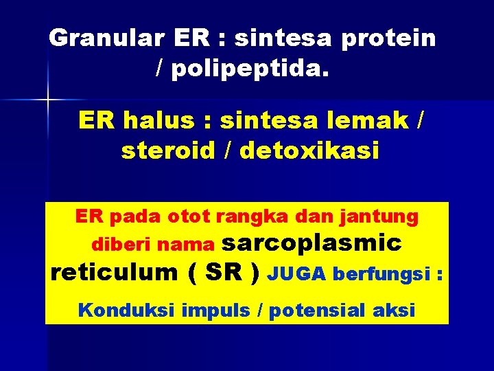 Granular ER : sintesa protein / polipeptida. ER halus : sintesa lemak / steroid
