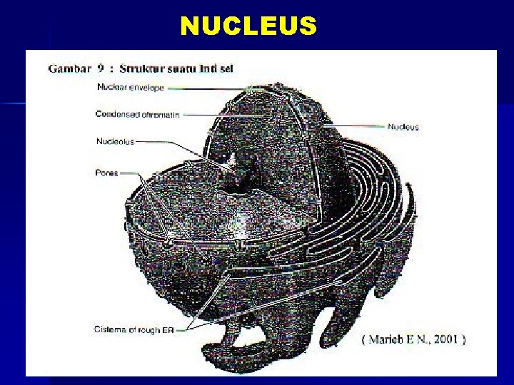 NUCLEUS 