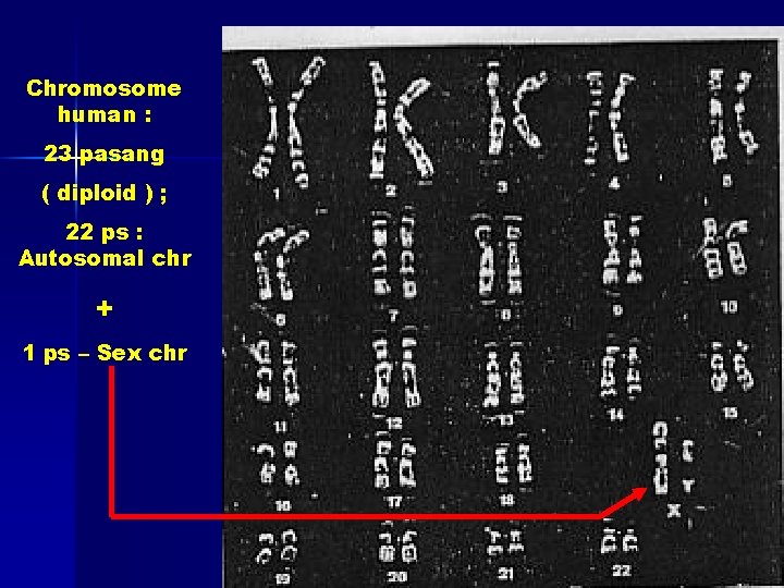 Chromosome human : 23 pasang ( diploid ) ; 22 ps : Autosomal chr