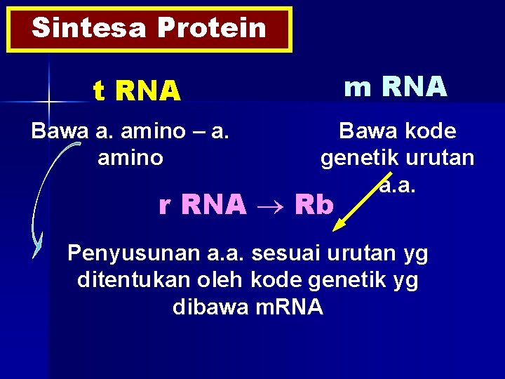 Sintesa Protein t RNA m RNA Bawa a. amino – a. amino Bawa kode