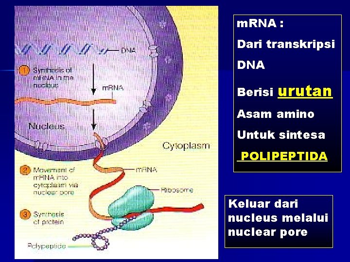 m. RNA : Dari transkripsi DNA Berisi urutan Asam amino Untuk sintesa POLIPEPTIDA Keluar