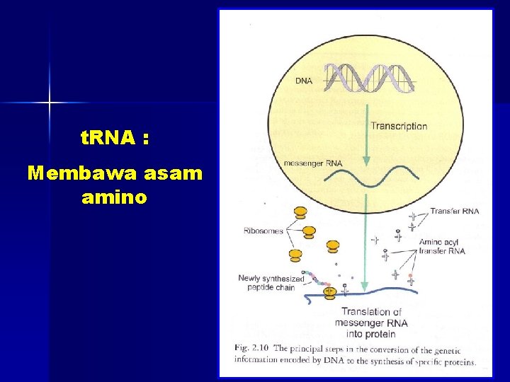 t. RNA : Membawa asam amino 