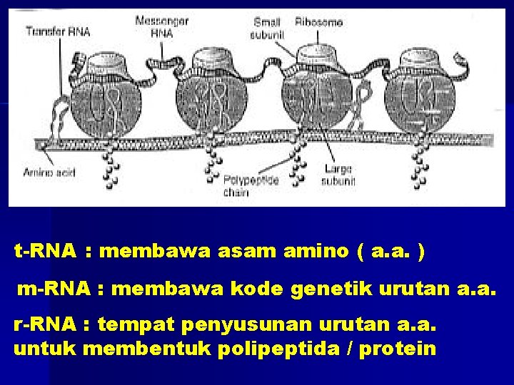 t-RNA : membawa asam amino ( a. a. ) m-RNA : membawa kode genetik