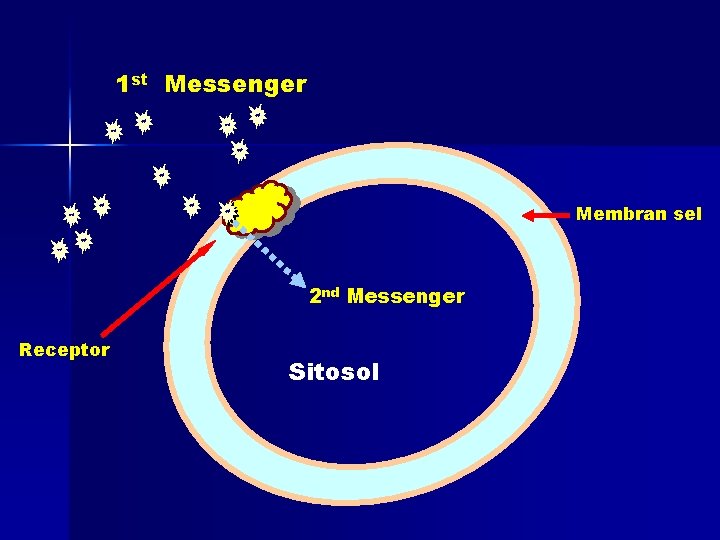 1 st Messenger Membran sel 2 nd Messenger Receptor Sitosol 