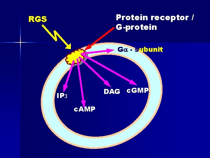 Protein receptor / G-protein RGS G - subunit DAG c. GMP IP 3 c.