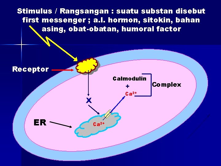 Stimulus / Rangsangan : suatu substan disebut first messenger ; a. l. hormon, sitokin,