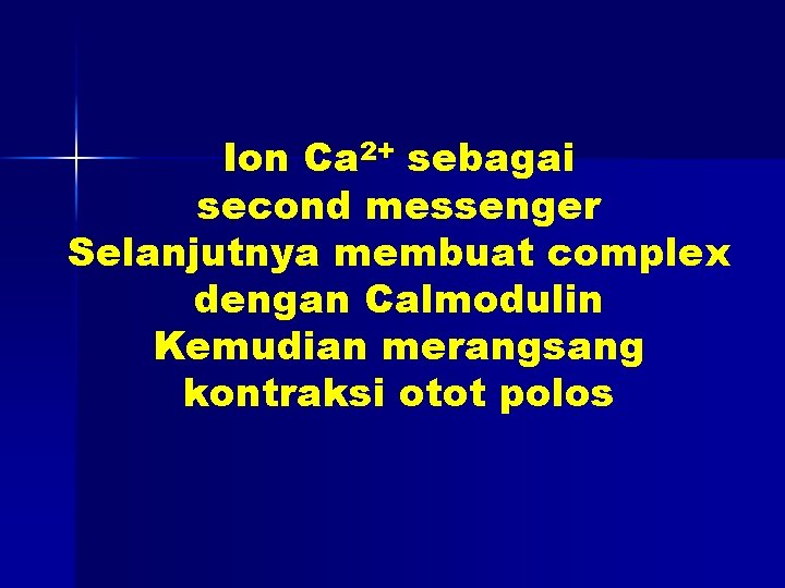 Ion Ca 2+ sebagai second messenger Selanjutnya membuat complex dengan Calmodulin Kemudian merangsang kontraksi