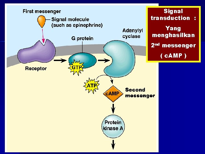 Signal transduction : Yang menghasilkan 2 nd messenger ( c. AMP ) 