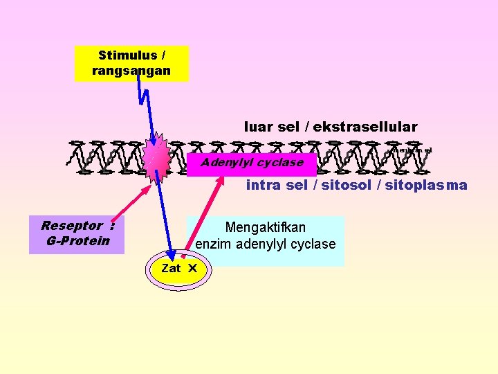 Stimulus / rangsangan luar sel / ekstrasellular Adenylyl cyclase membran sel intra sel /