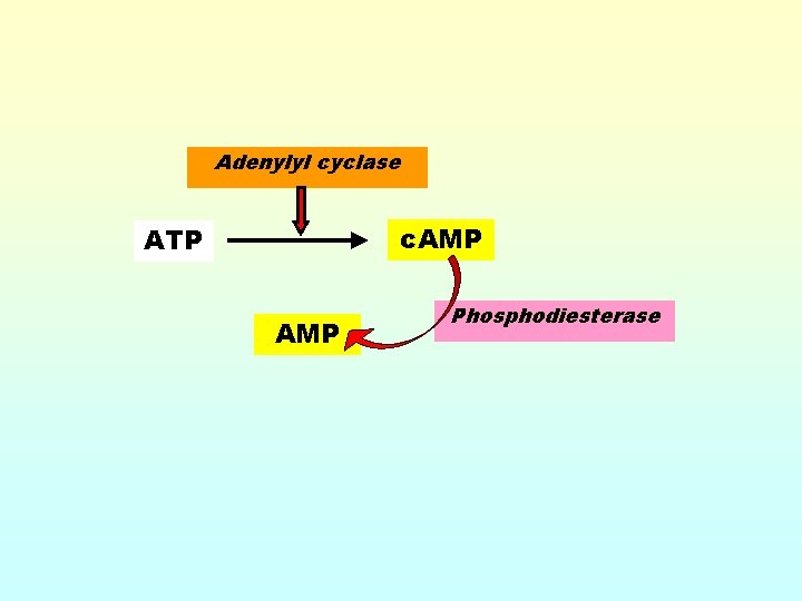 Adenylyl cyclase c. AMP ATP AMP Phosphodiesterase 