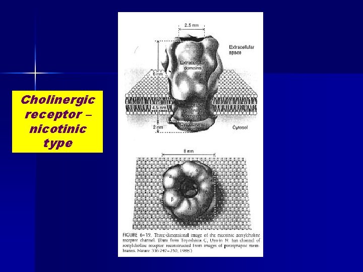 Cholinergic receptor – nicotinic type 