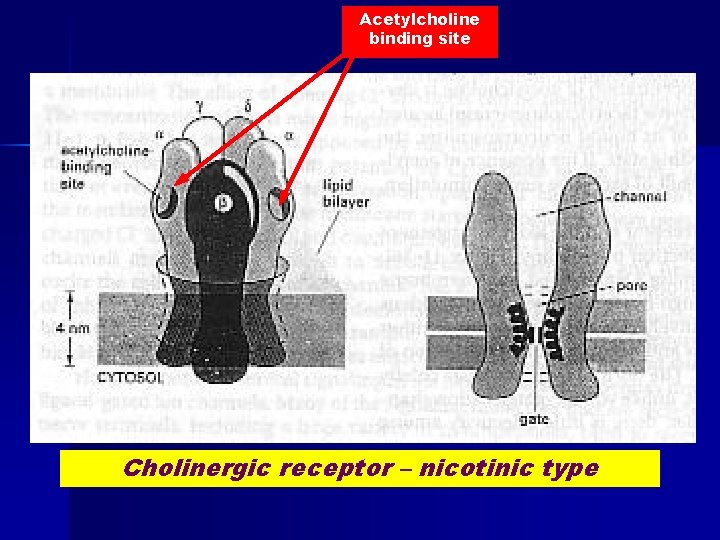 Acetylcholine binding site Cholinergic receptor – nicotinic type 
