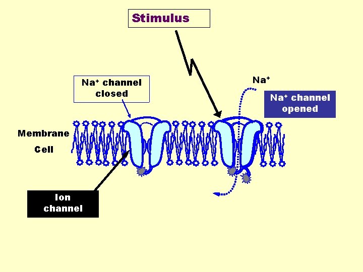 Stimulus Na+ channel closed Membrane Cell Ion channel Na+ channel opened 