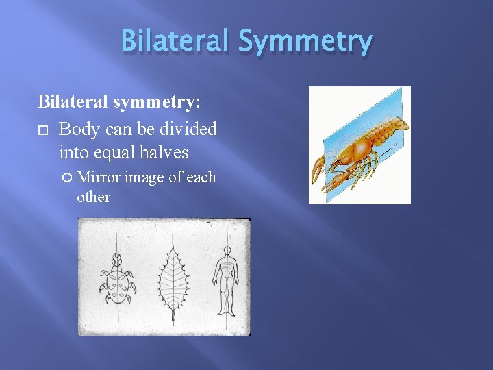 PHYLA OF MARINE ORGANISMS LOWER INVERTEBRATES Kingdom Animalia