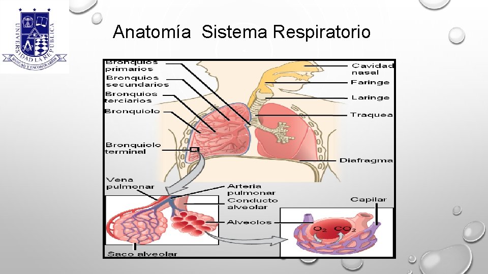 Anatomía Sistema Respiratorio 