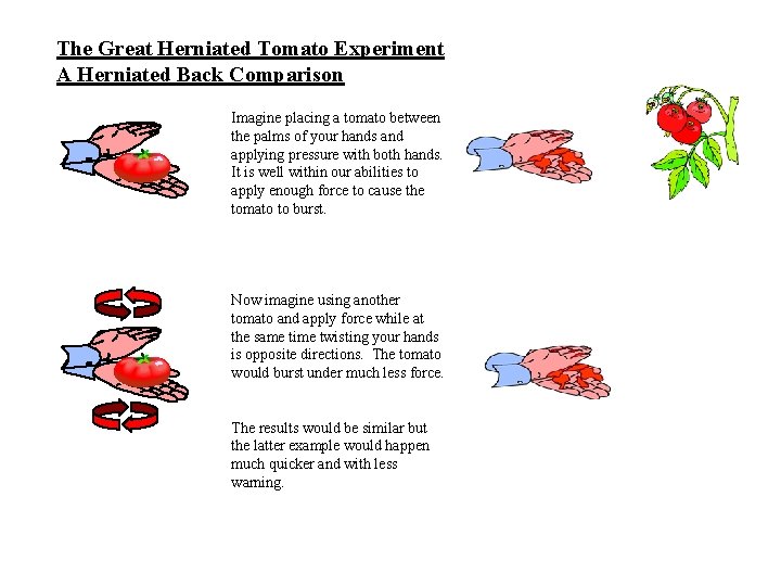The Great Herniated Tomato Experiment A Herniated Back Comparison Imagine placing a tomato between