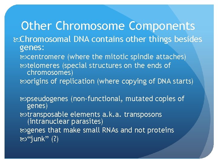 Other Chromosome Components Chromosomal DNA contains other things besides genes: centromere (where the mitotic
