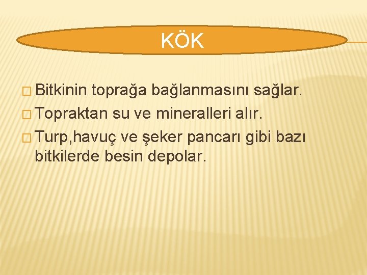 KÖK � Bitkinin toprağa bağlanmasını sağlar. � Topraktan su ve mineralleri alır. � Turp,